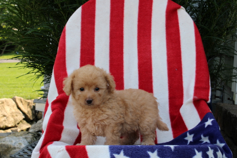 puppy, for, sale, Morki-Poo, Matthew B. Stoltzfus, dog, breeder, Gap, PA, dog-breeder, puppy-for-sale, forsale, nearby, find, puppyfind, locator, puppylocator, aca